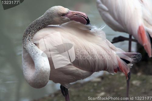 Image of Flamingo particular