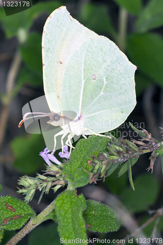 Image of Gonepteryx