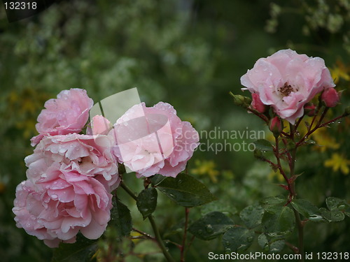 Image of Pink Roses