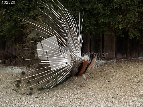 Image of Peacock