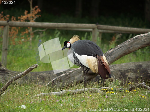 Image of Bird