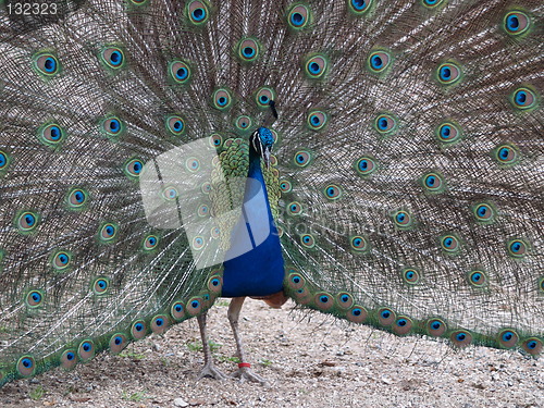 Image of Peacock