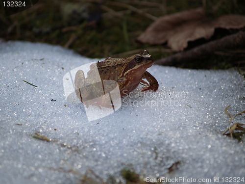 Image of Frog on snow, Averøy
