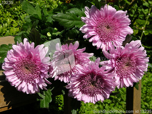 Image of Purple Chrysantemum