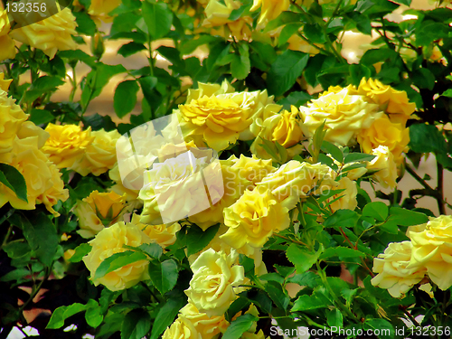 Image of yellow roses