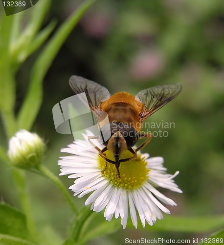 Image of Working bee