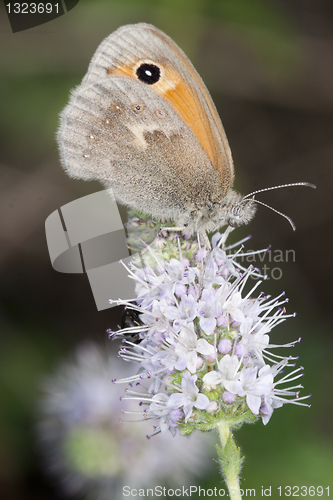 Image of coenonympha pamphilus