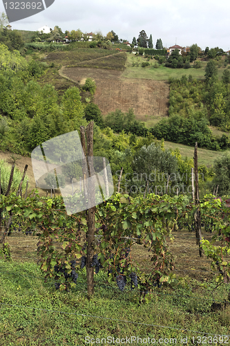 Image of Hills of Monferrato