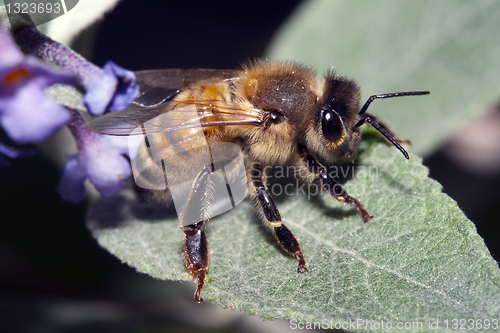 Image of Apis Mellifica