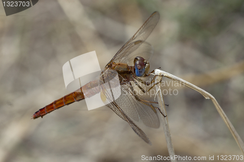 Image of Dragonfly on branch