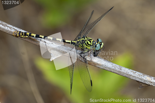 Image of Dragonfly on branch