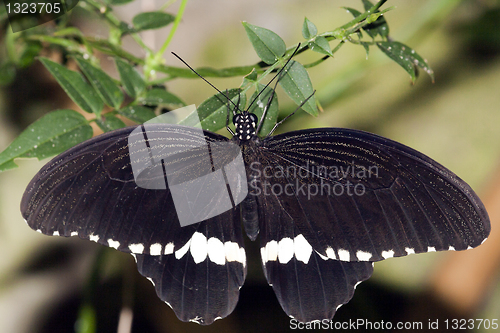 Image of Common Mormon Papilio polytes Linnaeus, 1758