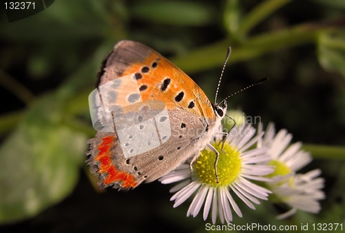 Image of Butterfly