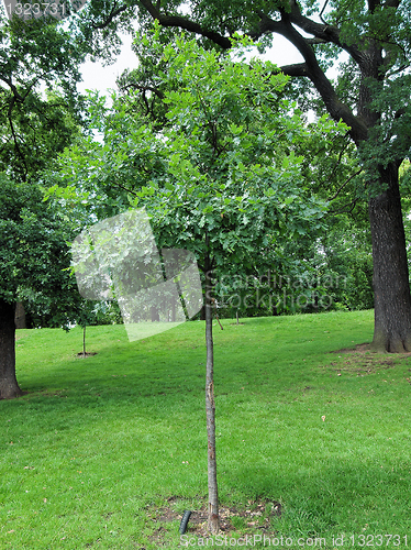 Image of Kensington gardens, London