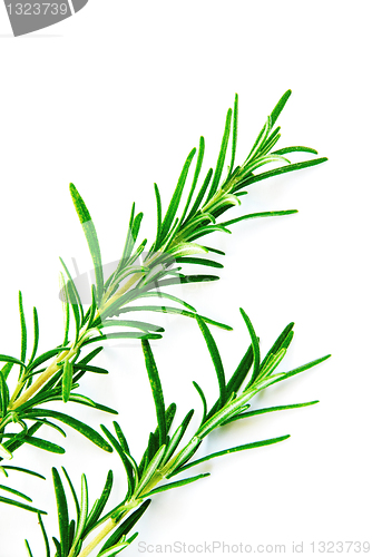 Image of Rosemary