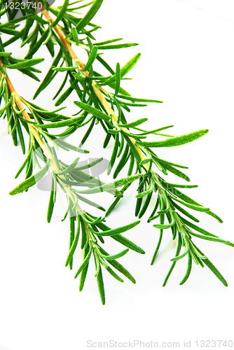 Image of Rosemary