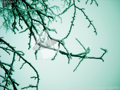 Image of Winter branch background