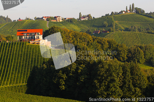 Image of Vineyards