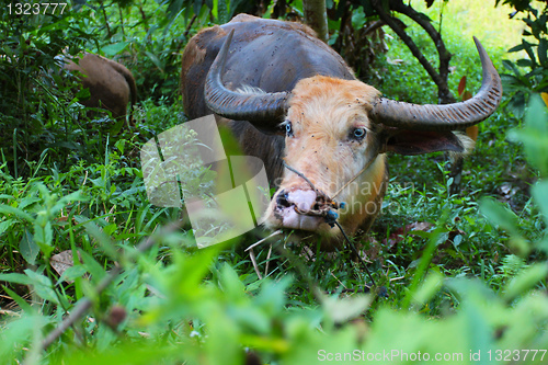 Image of Water buffalo