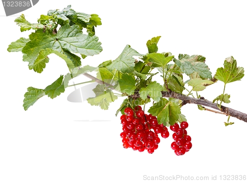 Image of Red currant branch