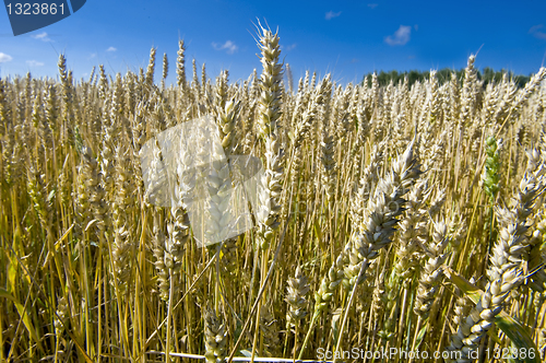 Image of Wheaten field