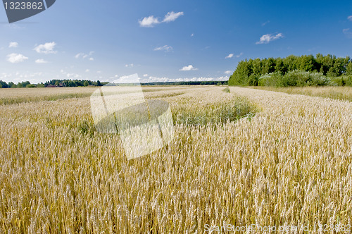 Image of Wheaten field