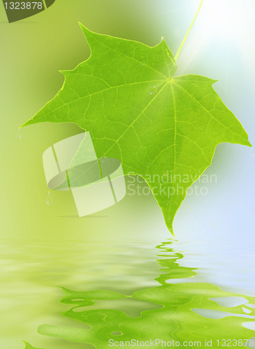 Image of maple leaf