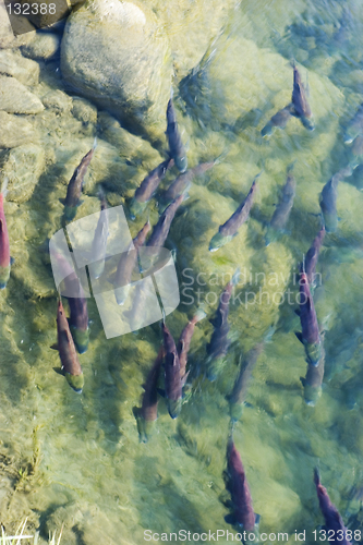 Image of Sockeye salmon at spawning grownd