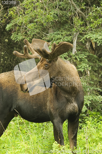 Image of Male moose