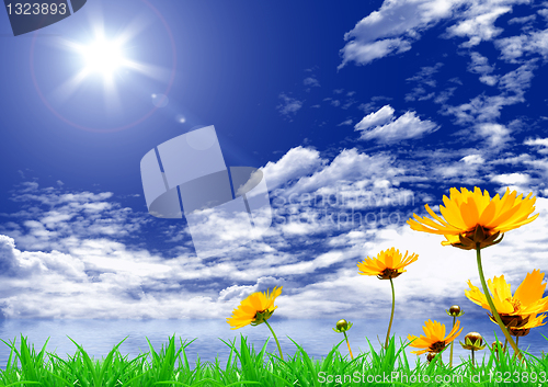 Image of Yellow flowers