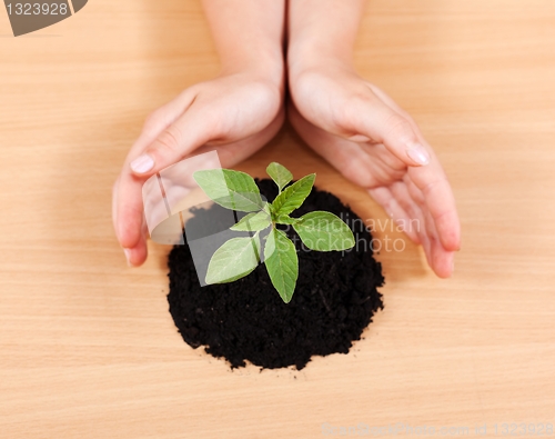 Image of Hands protecting a plant