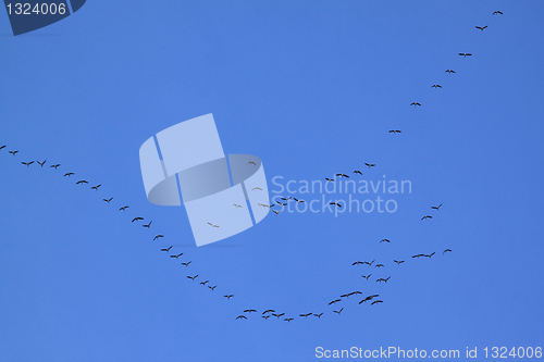 Image of Birds migration