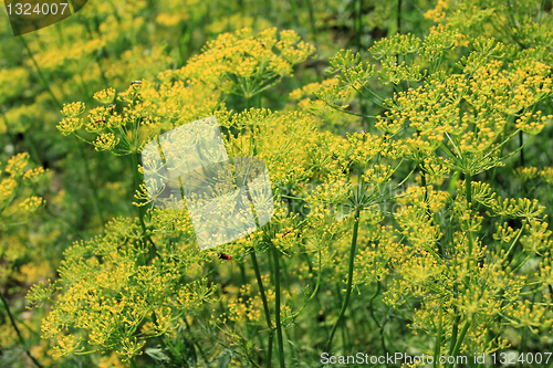Image of Dill
