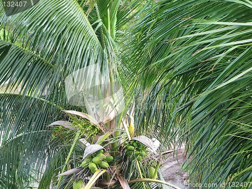 Image of Coconut Palm