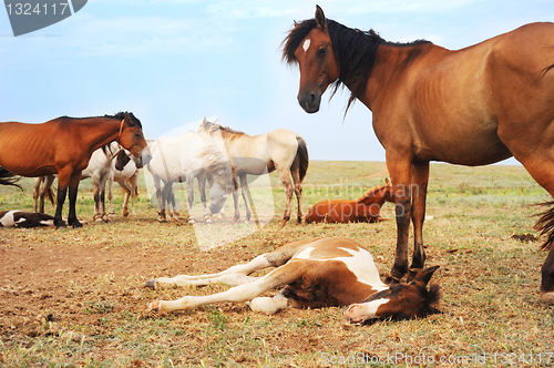 Image of Herd of horses 