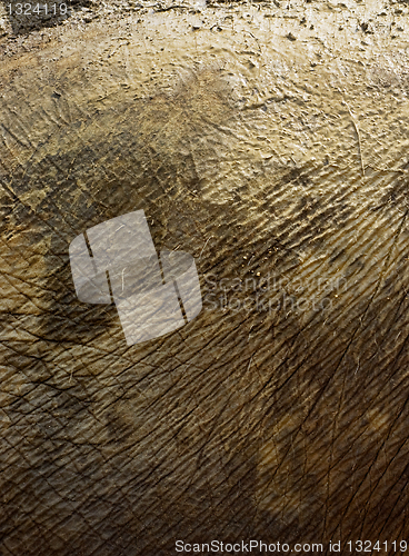 Image of Elephant skin