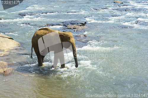 Image of Baby elephant