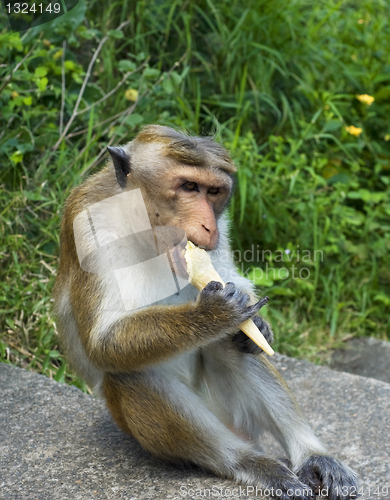 Image of Monkey