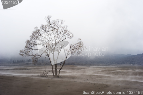 Image of Lonely tree