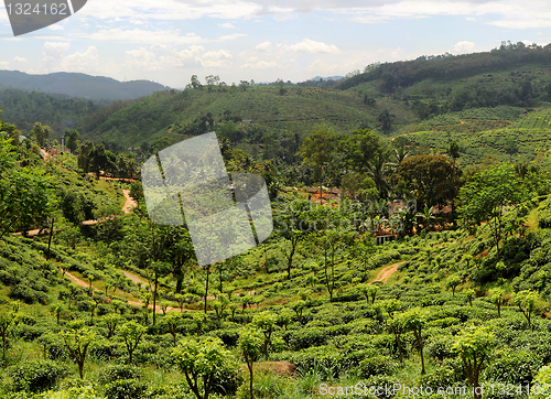 Image of Tea plantaition