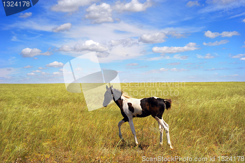 Image of Foal in the field