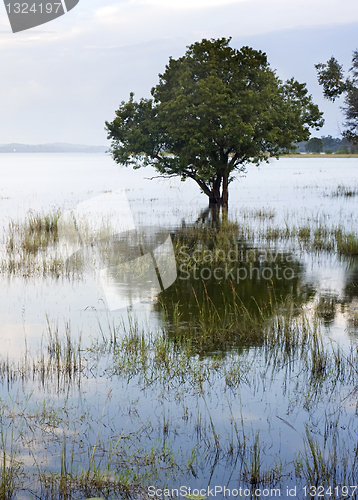 Image of Tropical landscape 