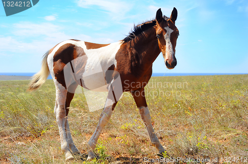 Image of Funny horse