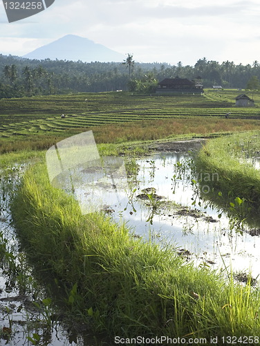 Image of Rice field
