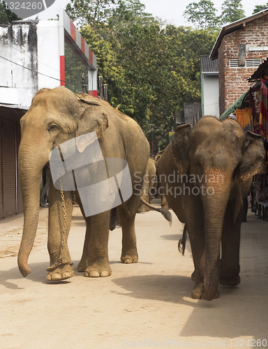 Image of Elephants on the srtreet