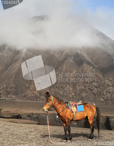 Image of Horse near the mountain