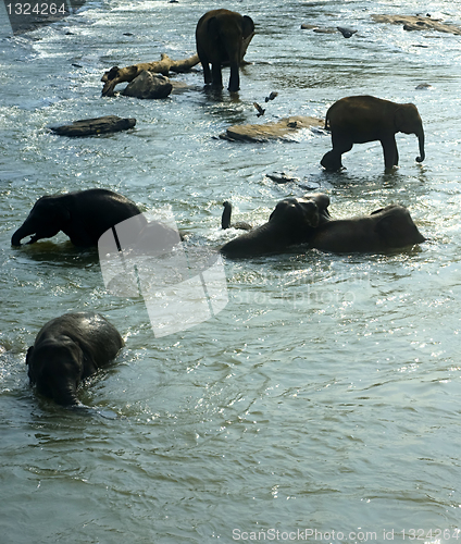 Image of Elephants bathing