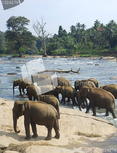 Image of Elephants bathing