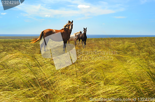 Image of Herd of horses