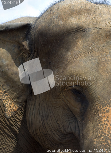 Image of Elephant